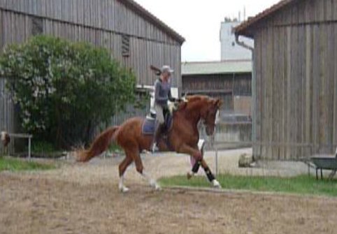 Dimaggio x Diosita Gelding
