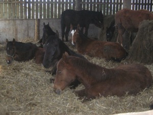 Foals in the covered barn on a wet and windy winters day