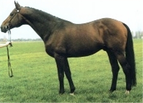 Lysander