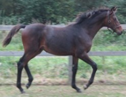 2009 Sergio Rossi Filly