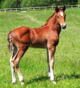2013 Colt by Rhondeo out of Diosita