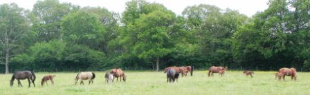 Mares and Foals May 2010