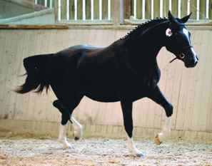 Rendevouz, 1st Premiumed Rhondeo filly