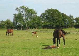 110 acres of quality paddocks