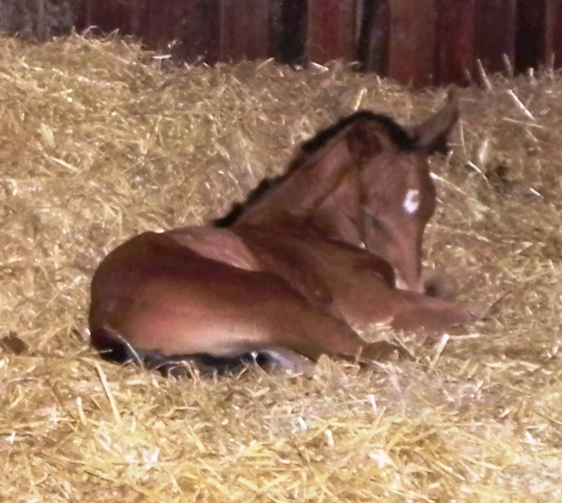 Diosita's Foal