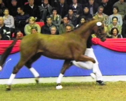 Dimaggio x Wolkentanz II x Corde