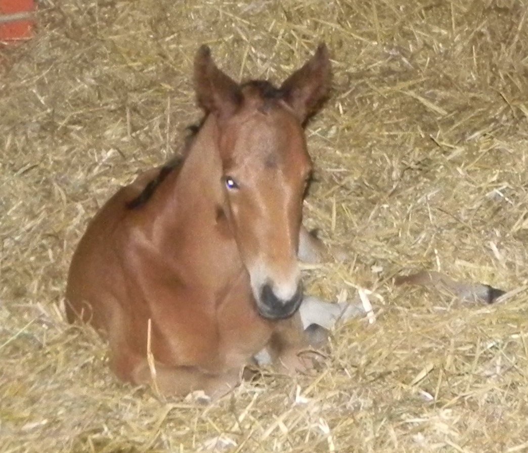 Donna-Dinna's Foal