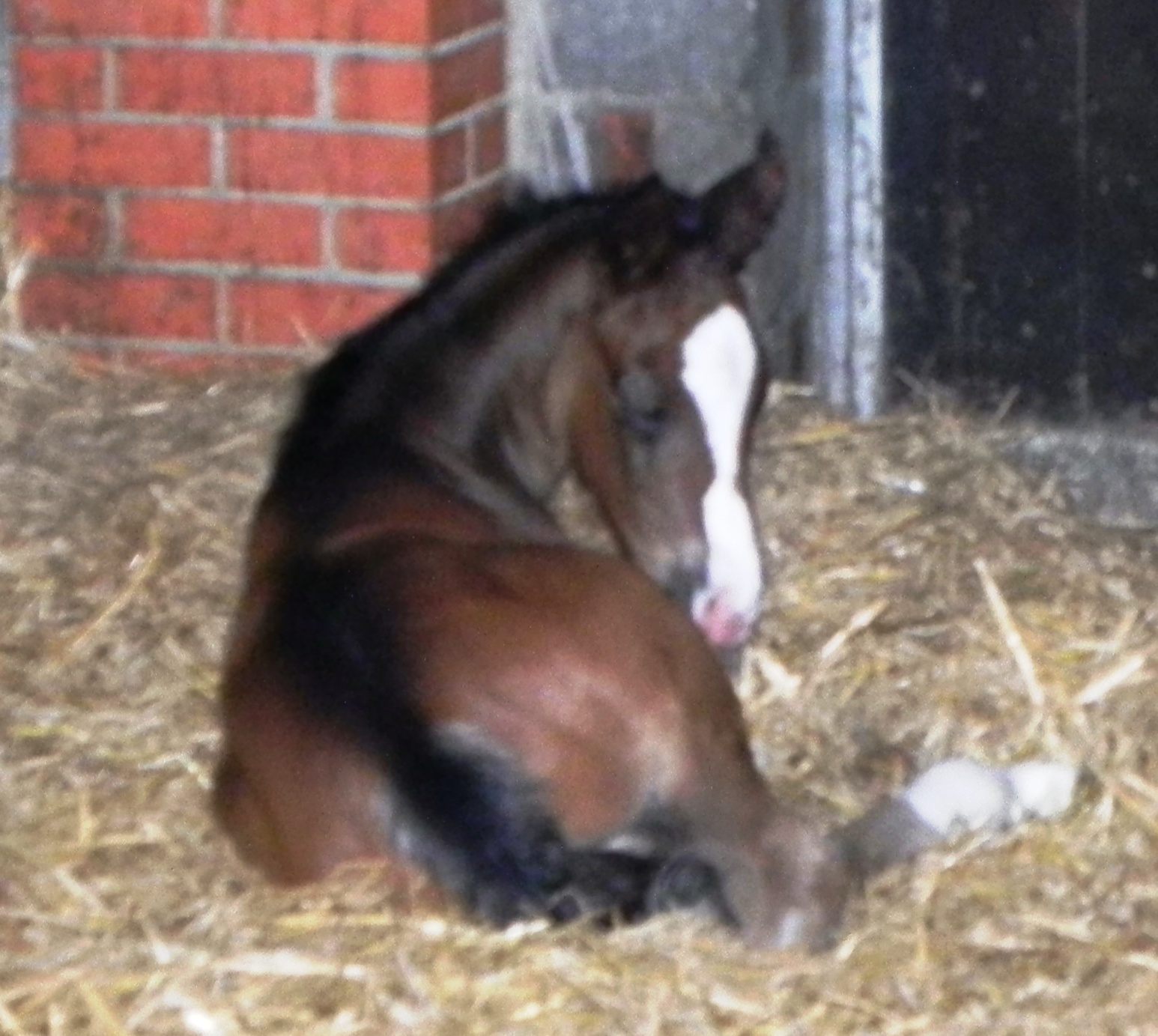 Estrada's foal