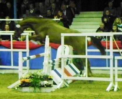 Dimaggio x Wolkentanz II x Corde
