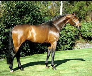 Serano Gold