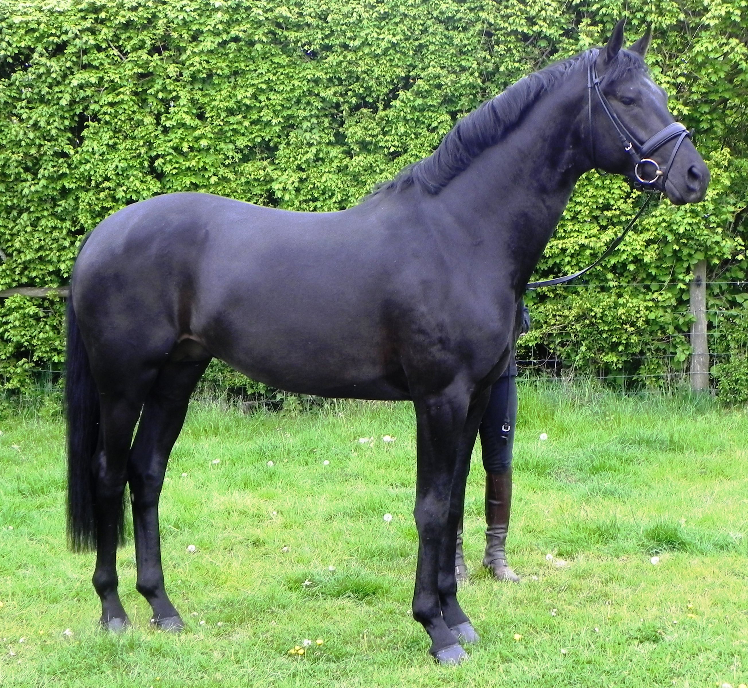 Serano at UK Hanoverians May 2010